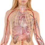 Статья о том какие продукты питания позитивно влияют на работу почек человека.