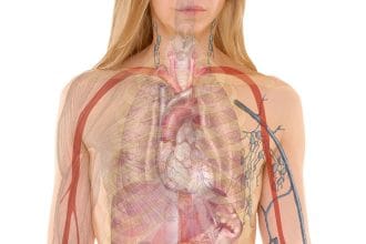 Статья о том какие продукты питания позитивно влияют на работу почек человека.