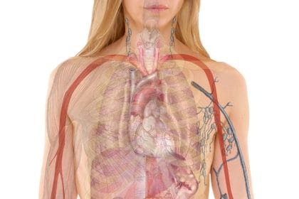 Статья о том какие продукты питания позитивно влияют на работу почек человека.