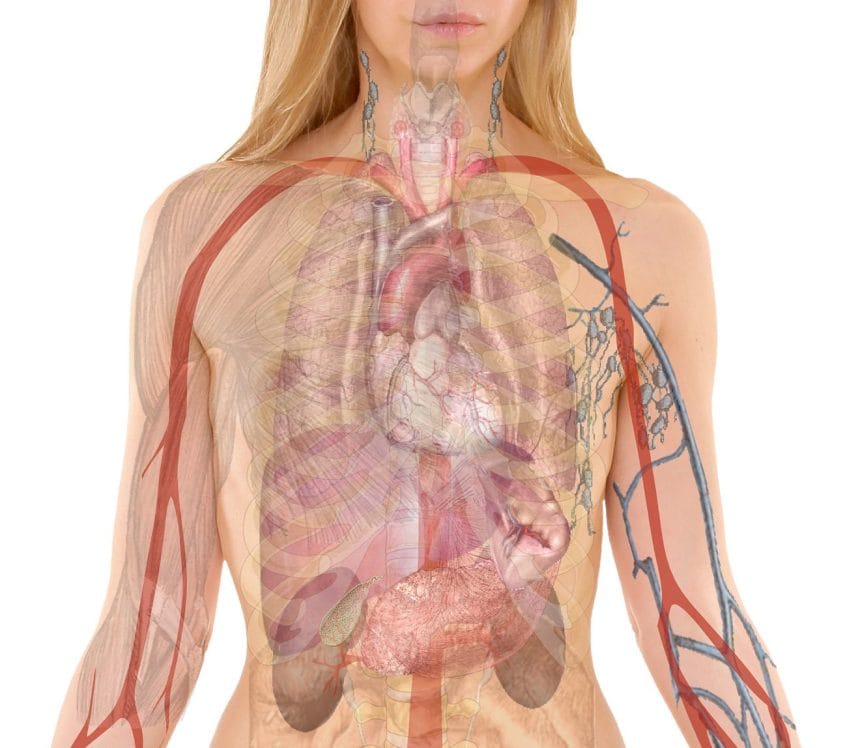 Статья о том какие продукты питания позитивно влияют на работу почек человека.