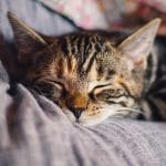 Роль сна в профилактике хронических болезней