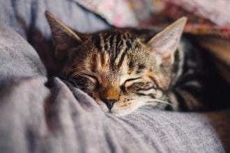 Роль сна в профилактике хронических болезней