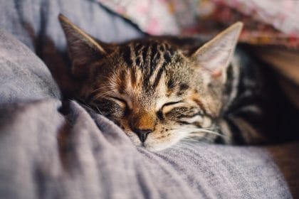 Роль сна в профилактике хронических болезней