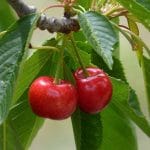 Календарь региональных продуктов в Германии на июль (фрукты и овощи)