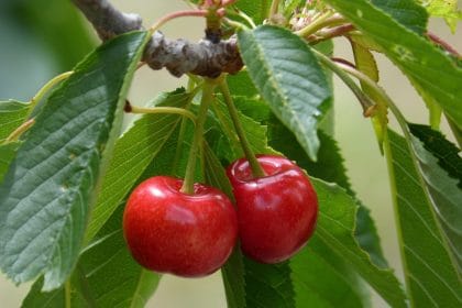 Календарь региональных продуктов в Германии на июль (фрукты и овощи)