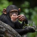 Статья о том,почему человек более подвержен заболеванию раком чем его ближние родственники в царстве природы - Шимпанзе.