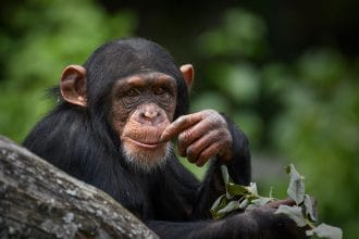 Статья о том,почему человек более подвержен заболеванию раком чем его ближние родственники в царстве природы - Шимпанзе.