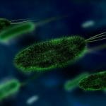 Новые способы лечения опухоли (рака) с помощью бактерий и вирусов.