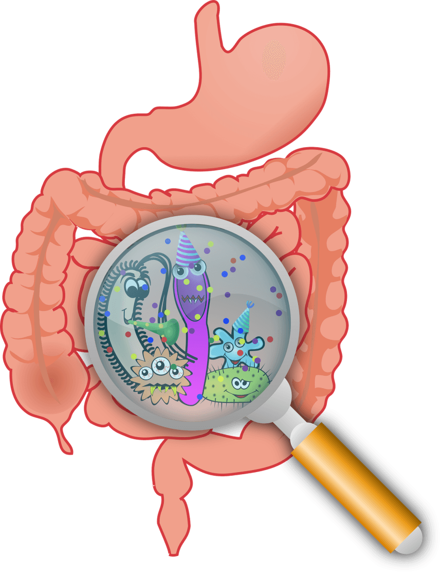 неприятные звуки в желудке или кишечнике - причины