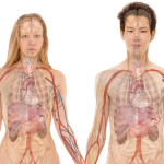 почки, проблемы с почками, симптомы, профилактика