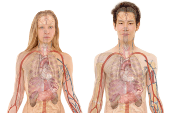 почки, проблемы с почками, симптомы, профилактика