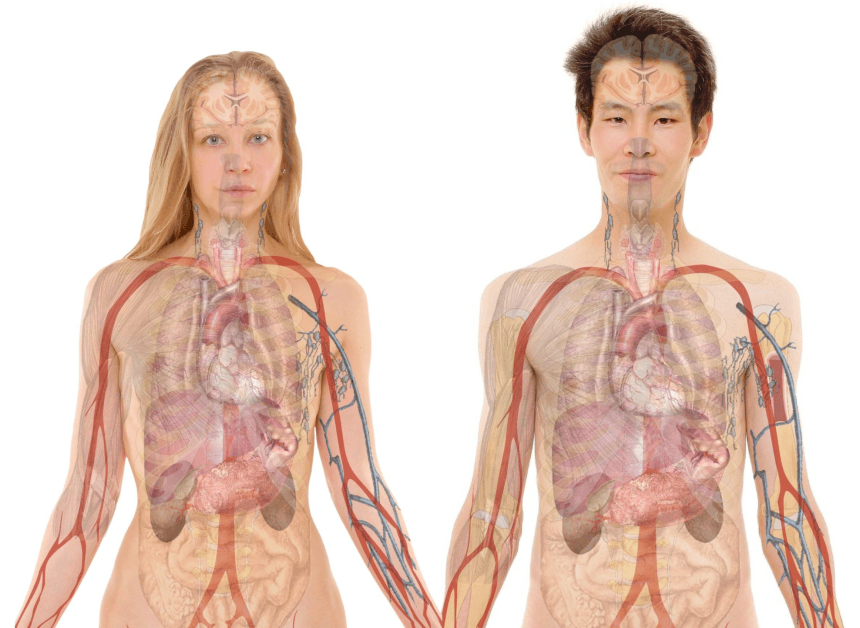 почки, проблемы с почками, симптомы, профилактика